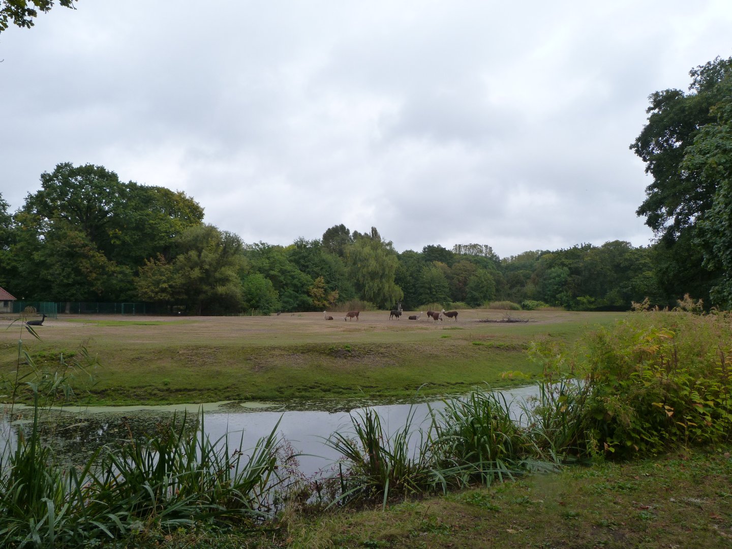 South American camelid plains -Tierpark Berlin (2024)