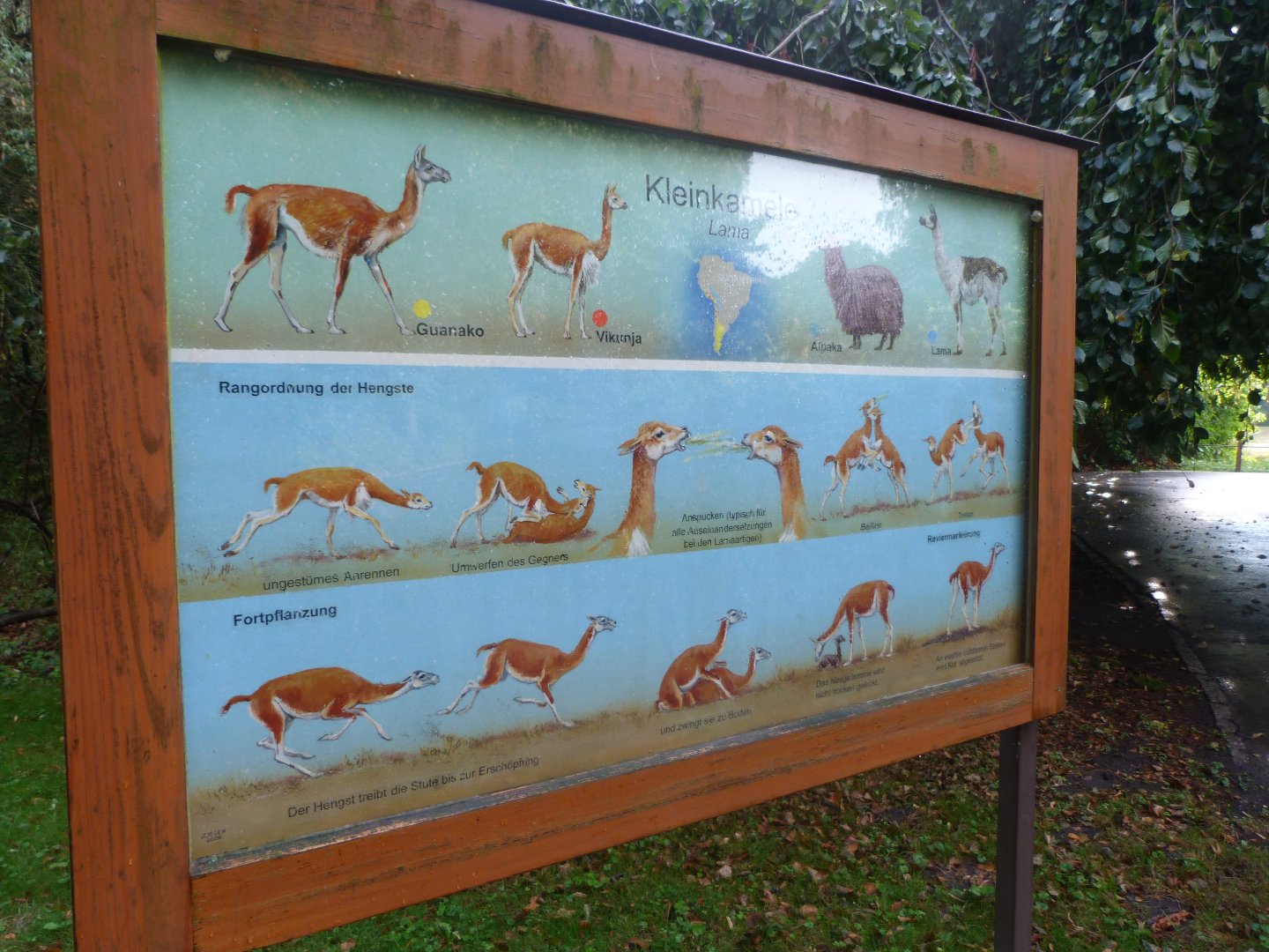 South American camelid sign -Tierpark Berlin (2024)