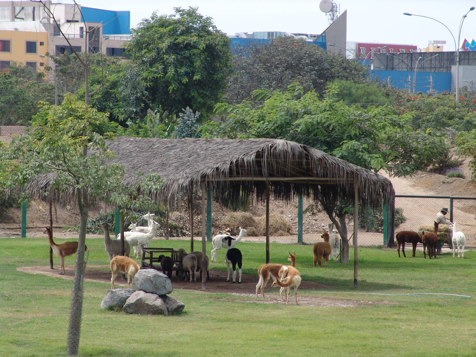 "South American Camels" Enclosure