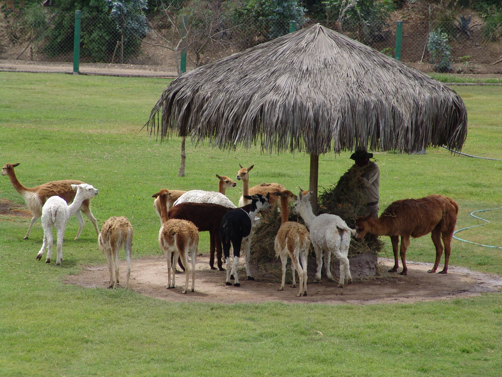 "South American Camels" Enclosure