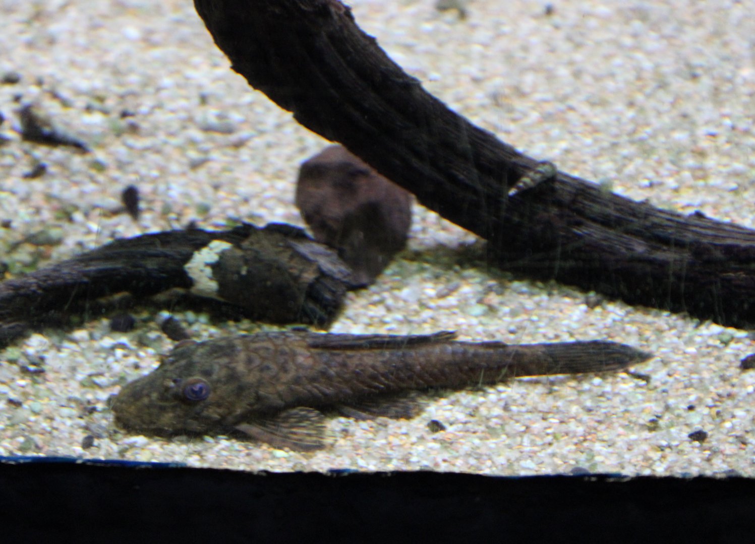 South American catfish ID