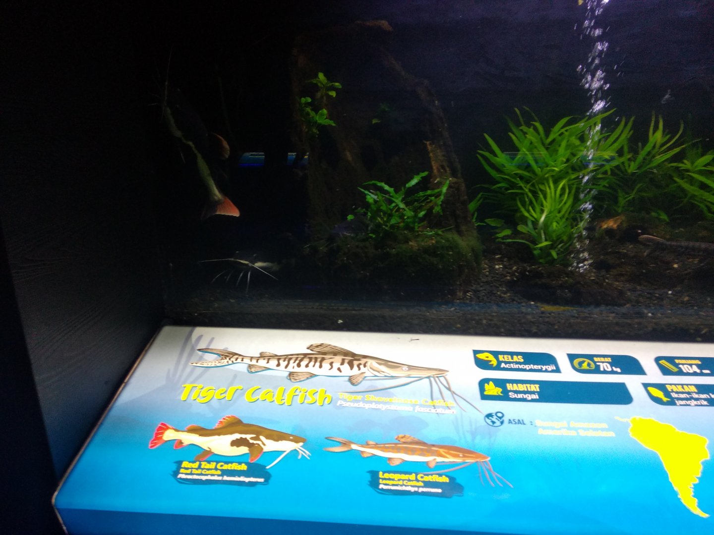 South American catfishes information panel