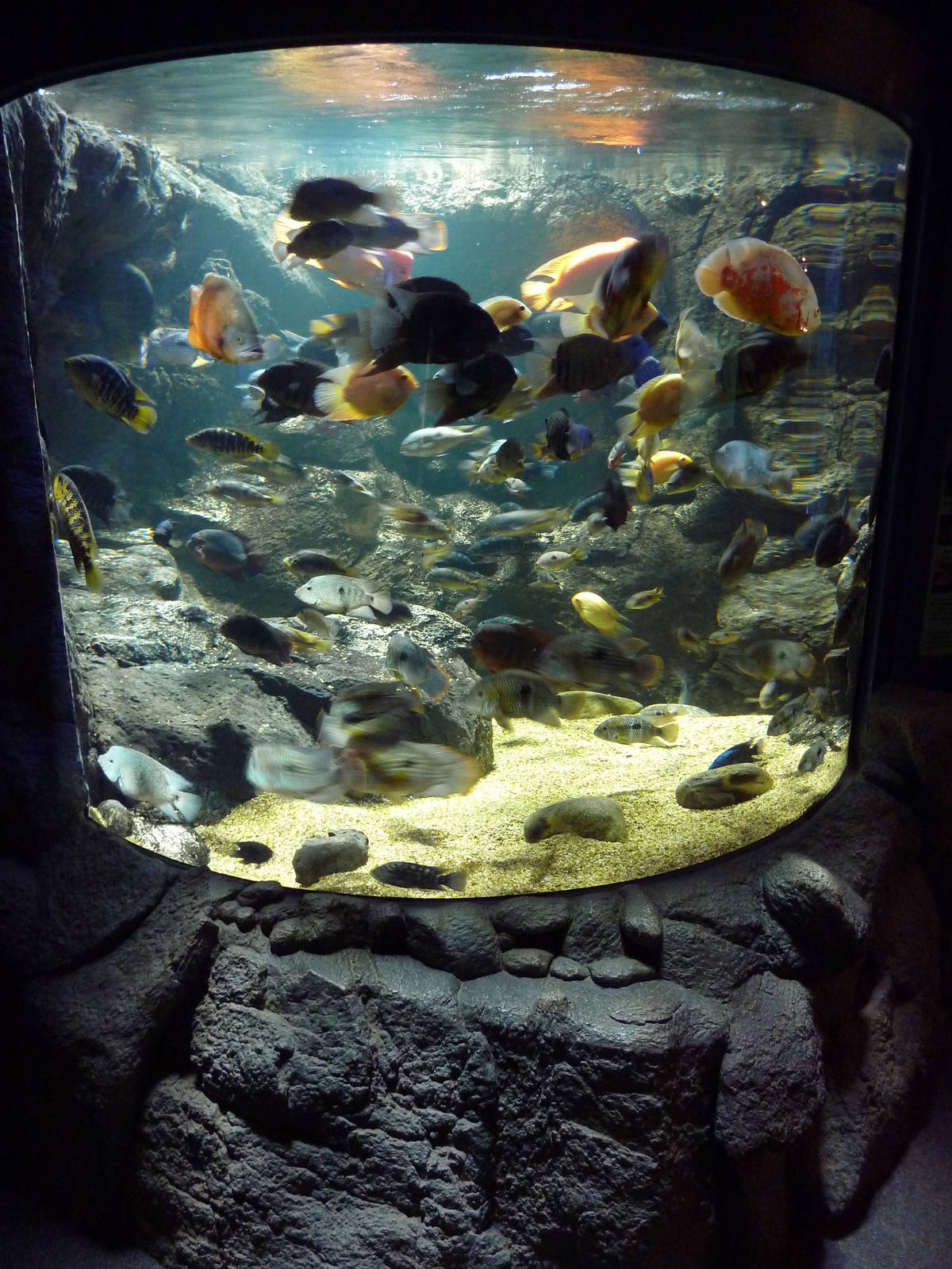 South American Cichlid Exhibit