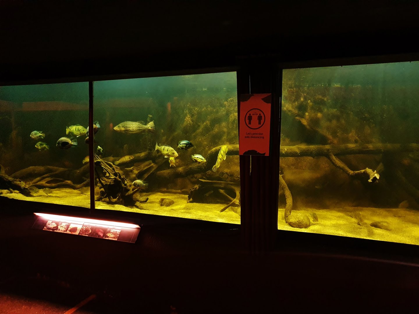 South American Cichlids exhibit