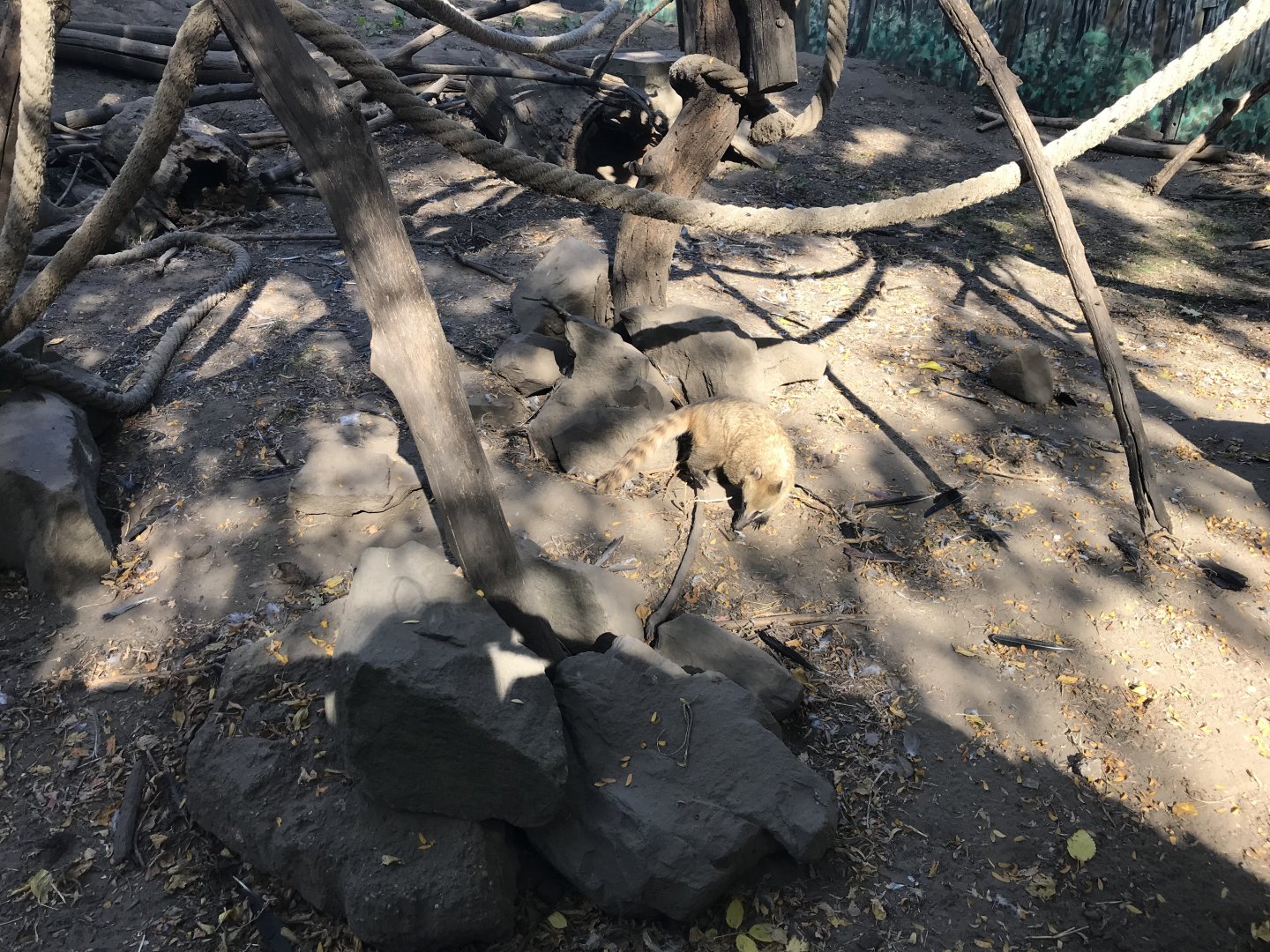 South American coati 171018