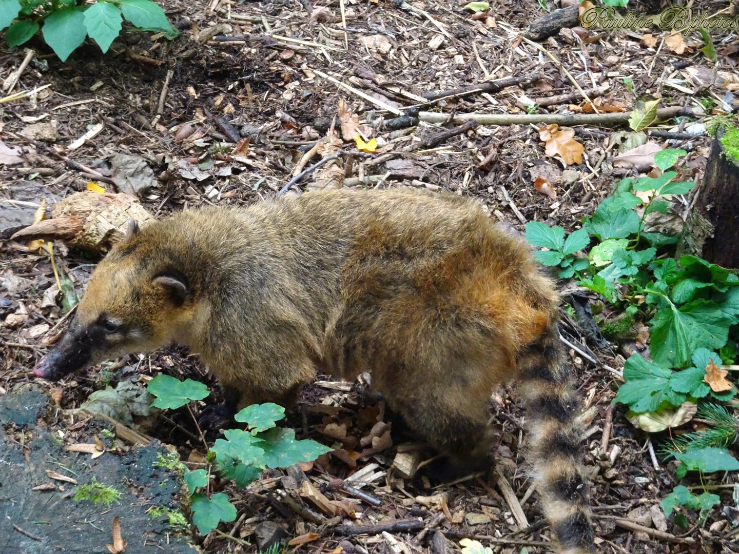South American Coati 18 October 2025