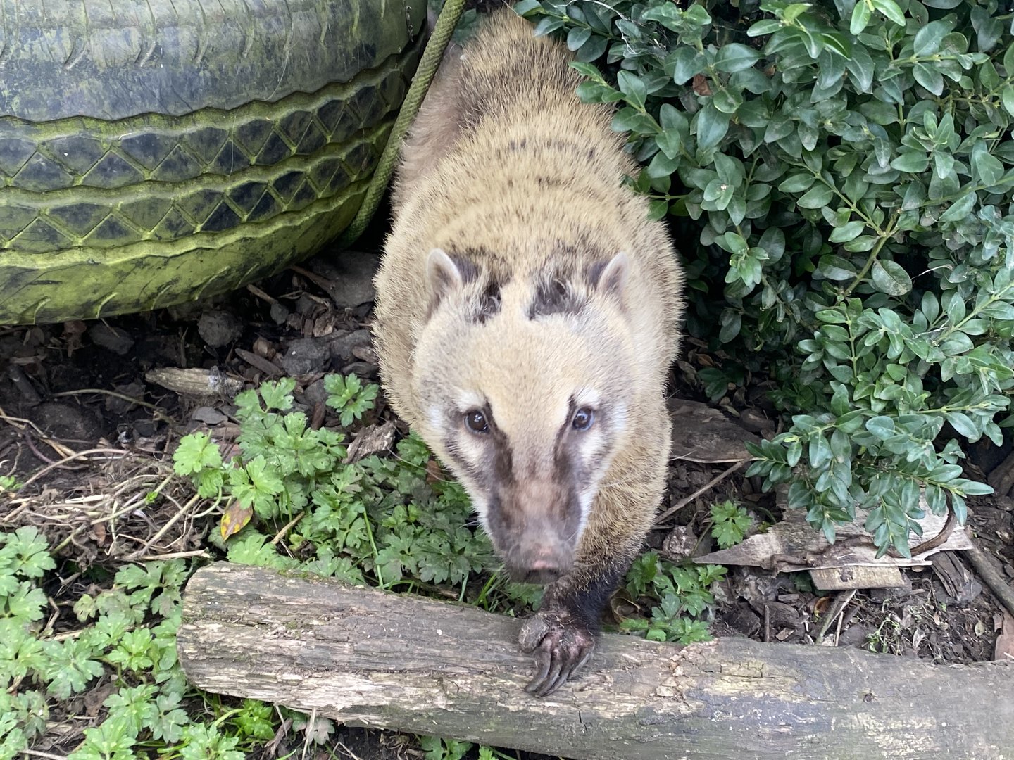 South American coati 200922