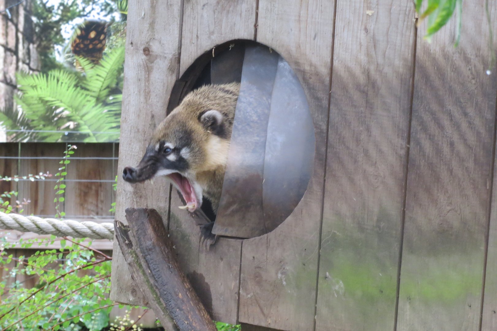 South American coati 251019