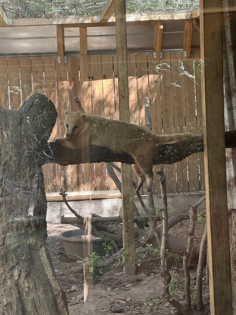 South American Coati (7/3/24)