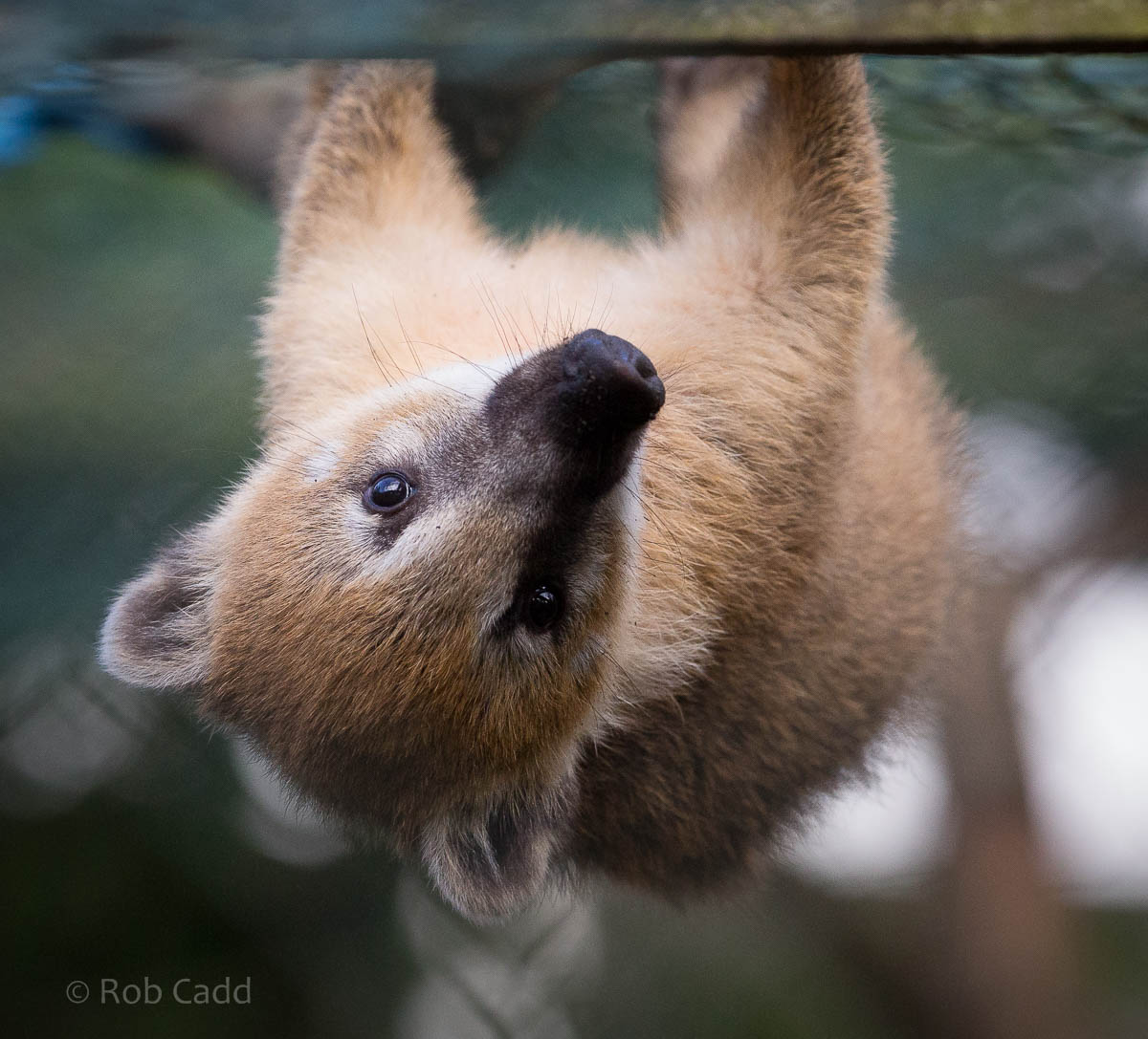 South American coati : Axe Valley : 22 Sep 2015