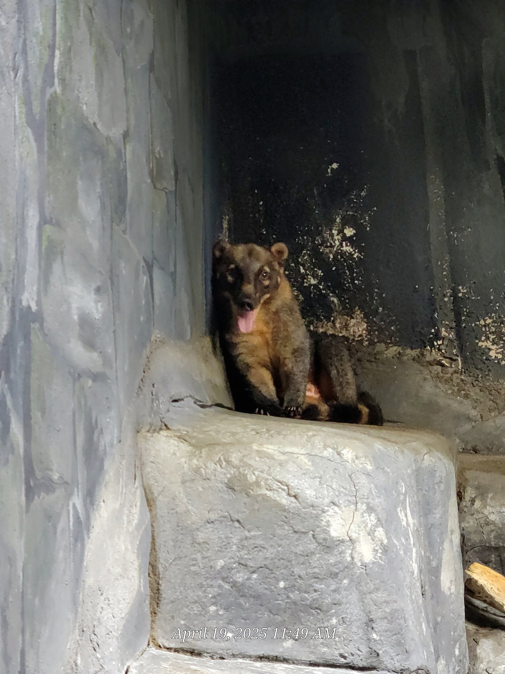 South American Coati-Bright's Zoo
