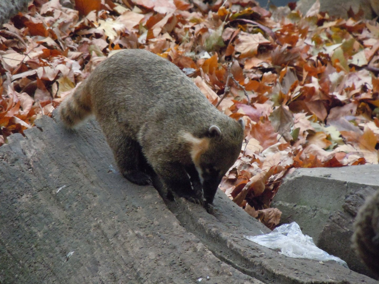 South American Coati - Budapest Zoo November 2017