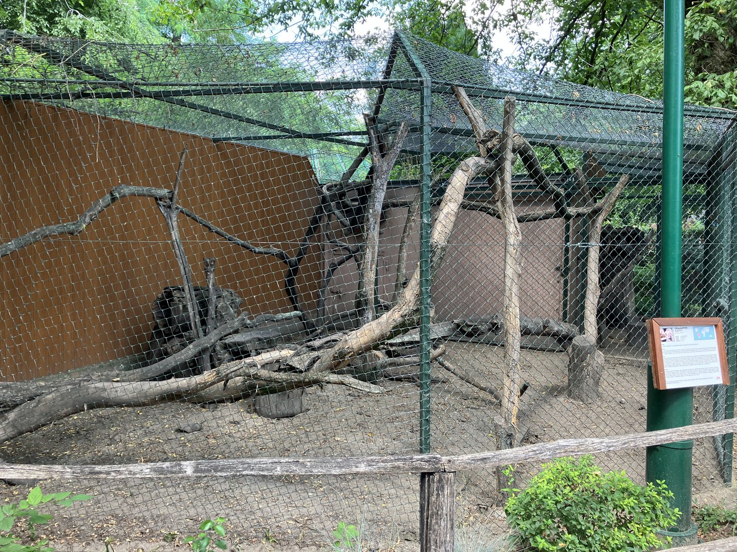 South American coati cage