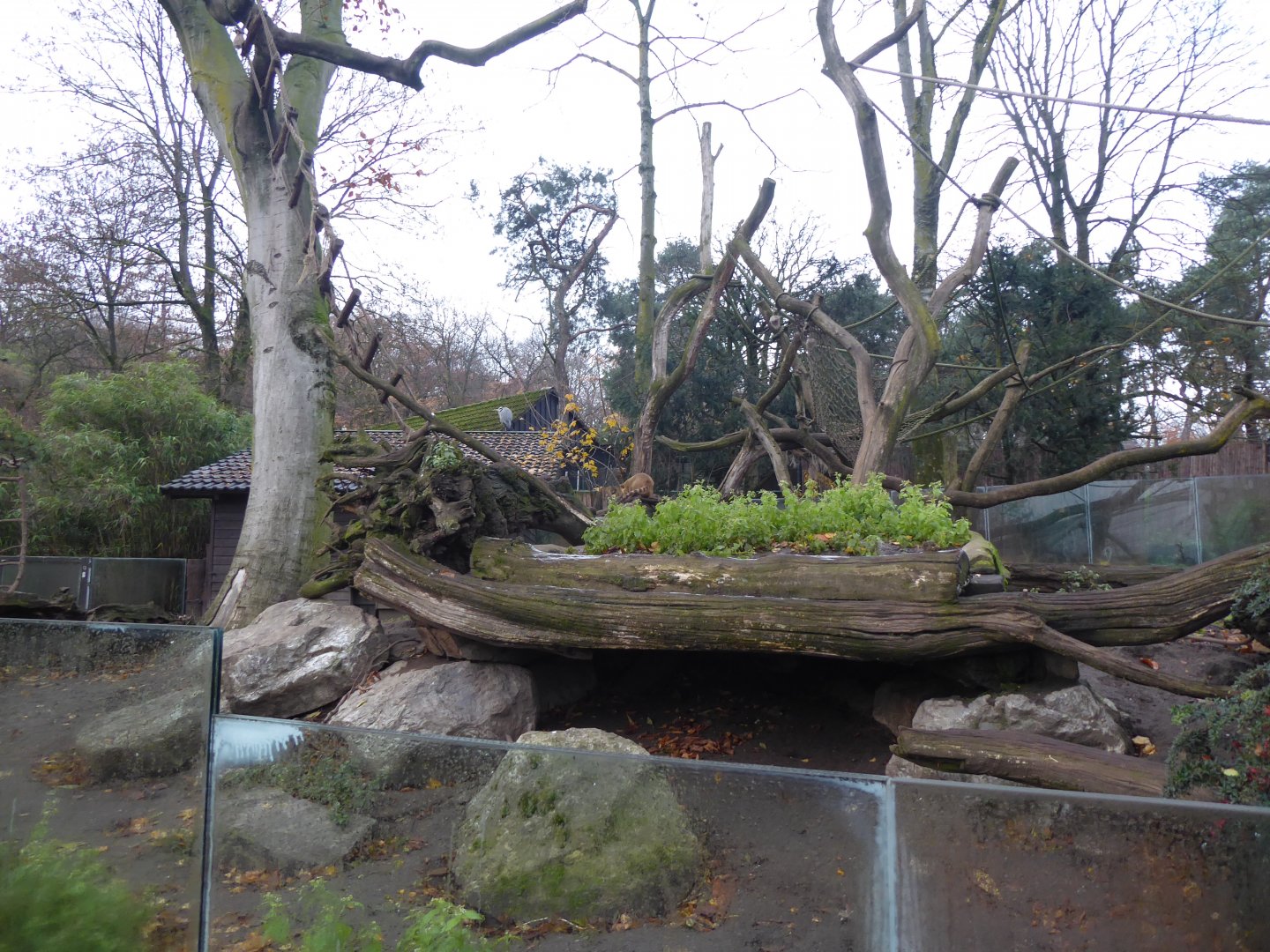 South American coati enclosure 011219