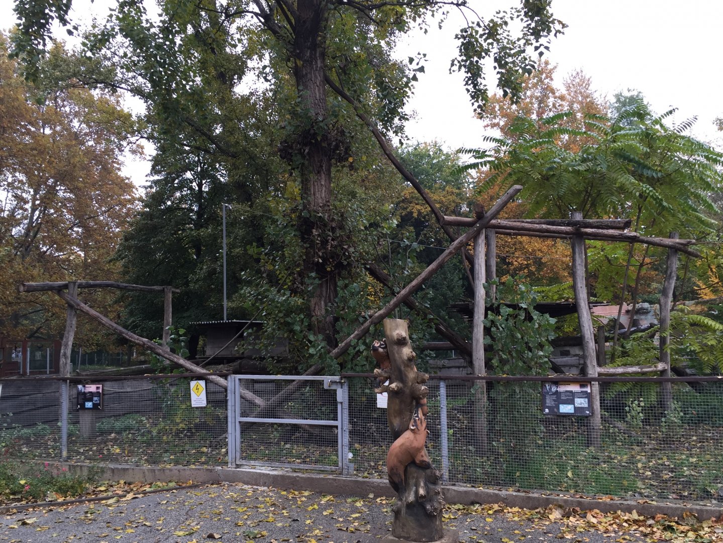 South American coati enclosure 10.2020.