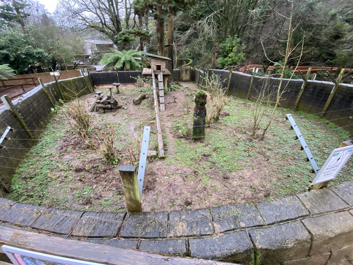 South American coati enclosure 170224
