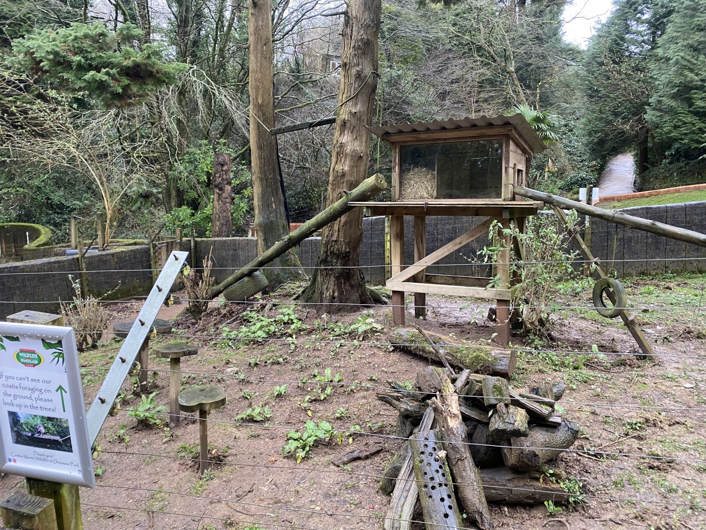 South American coati enclosure 170224