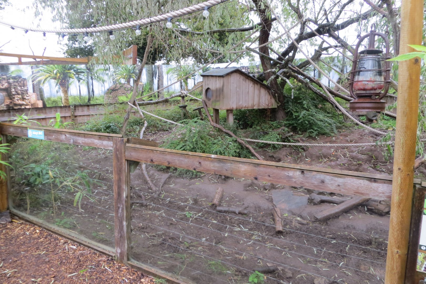 South American coati enclosure 251019