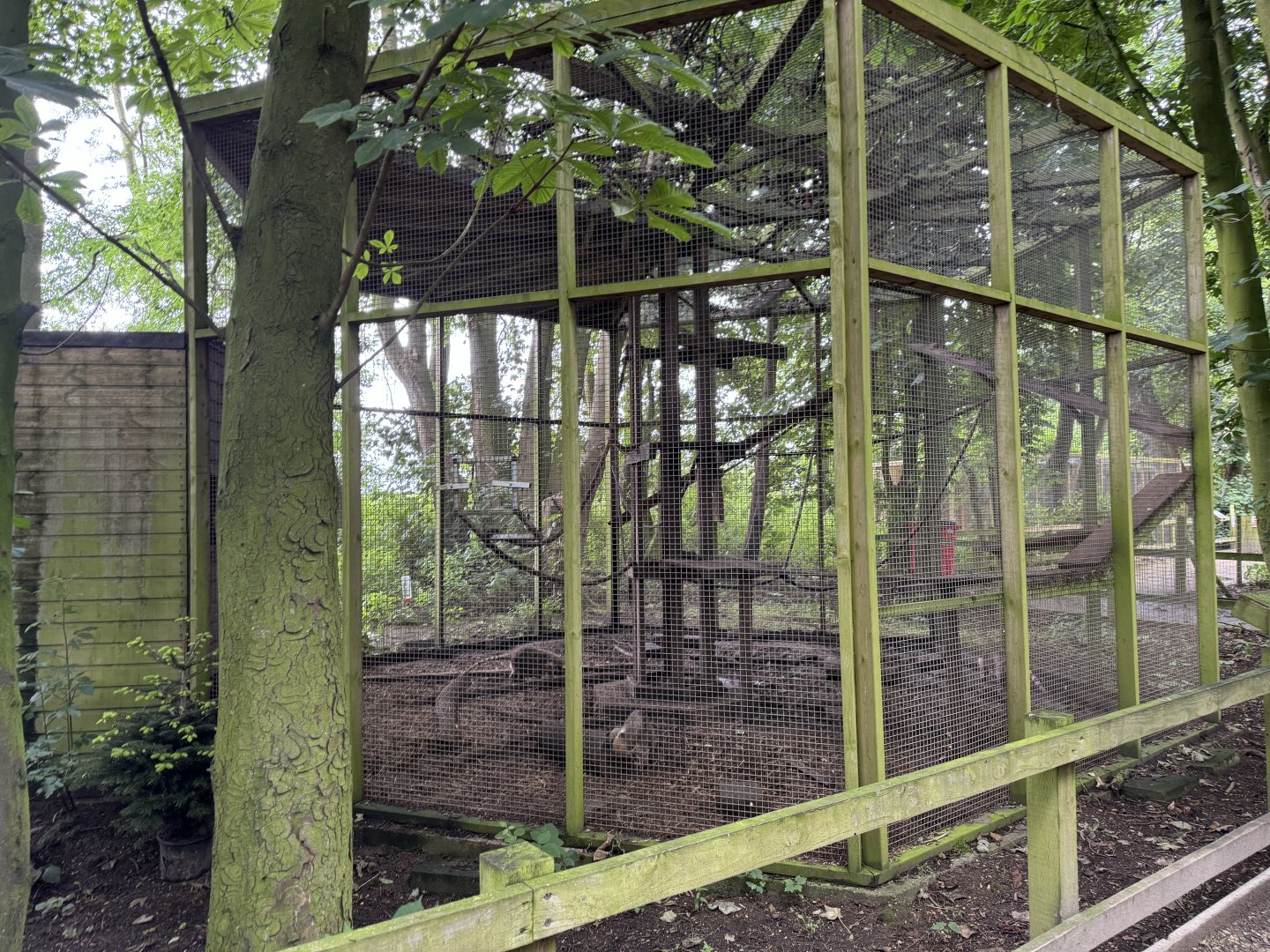 South American Coati Enclosure at Bridlington Animal Park (July 2024)