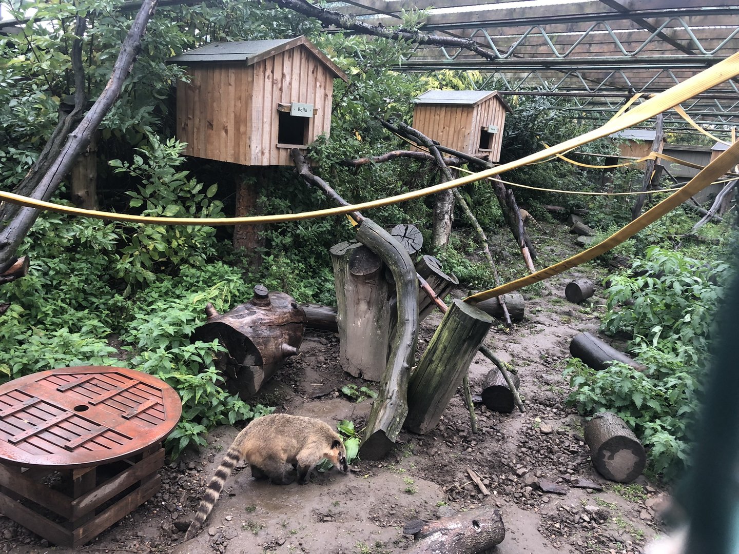 South American Coati Enclosure at Ponderosa Zoo (October 2022)
