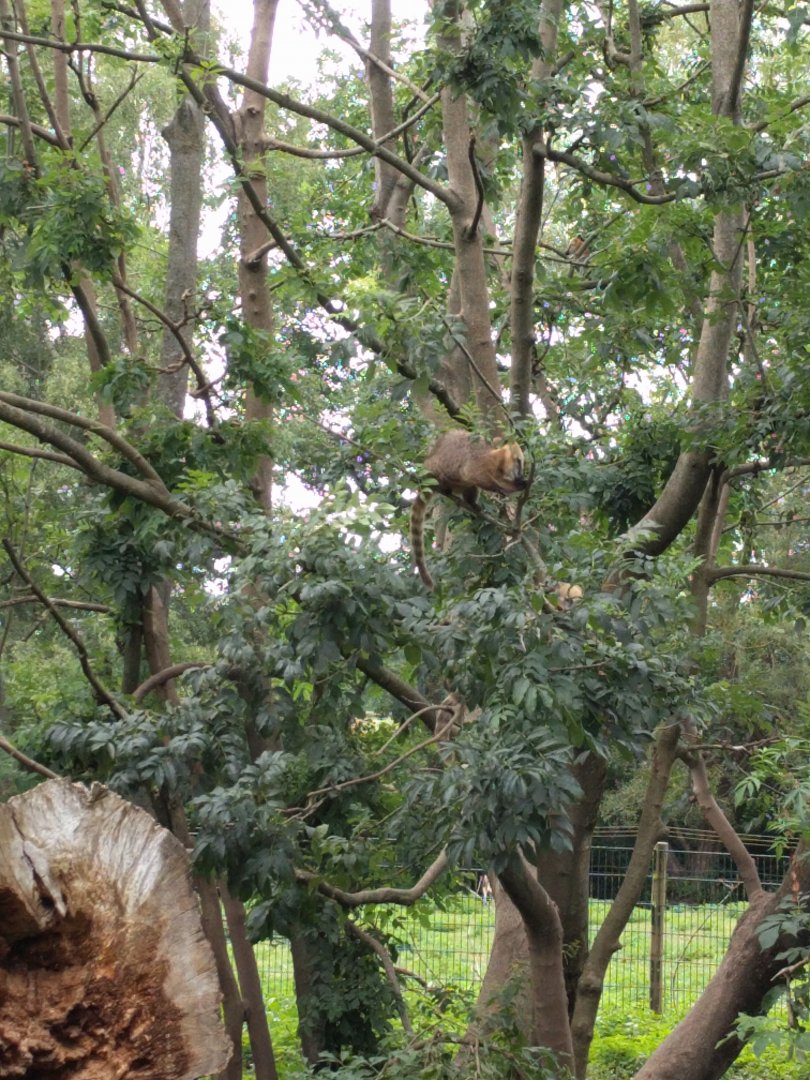 South American coati enclosure treetops