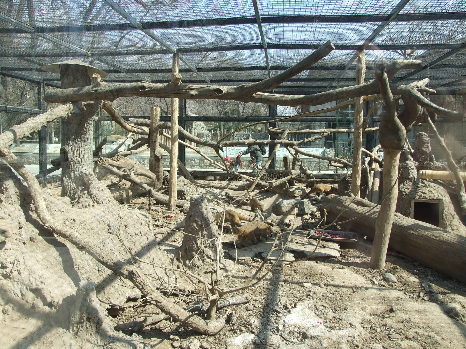 South American coati enclosure