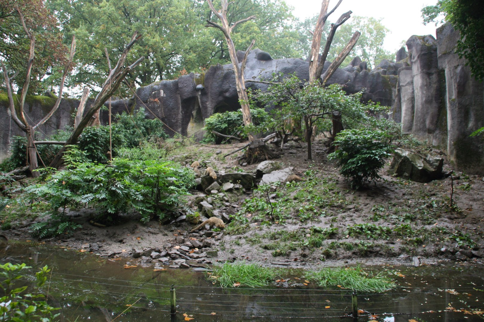 South American coati enclosure