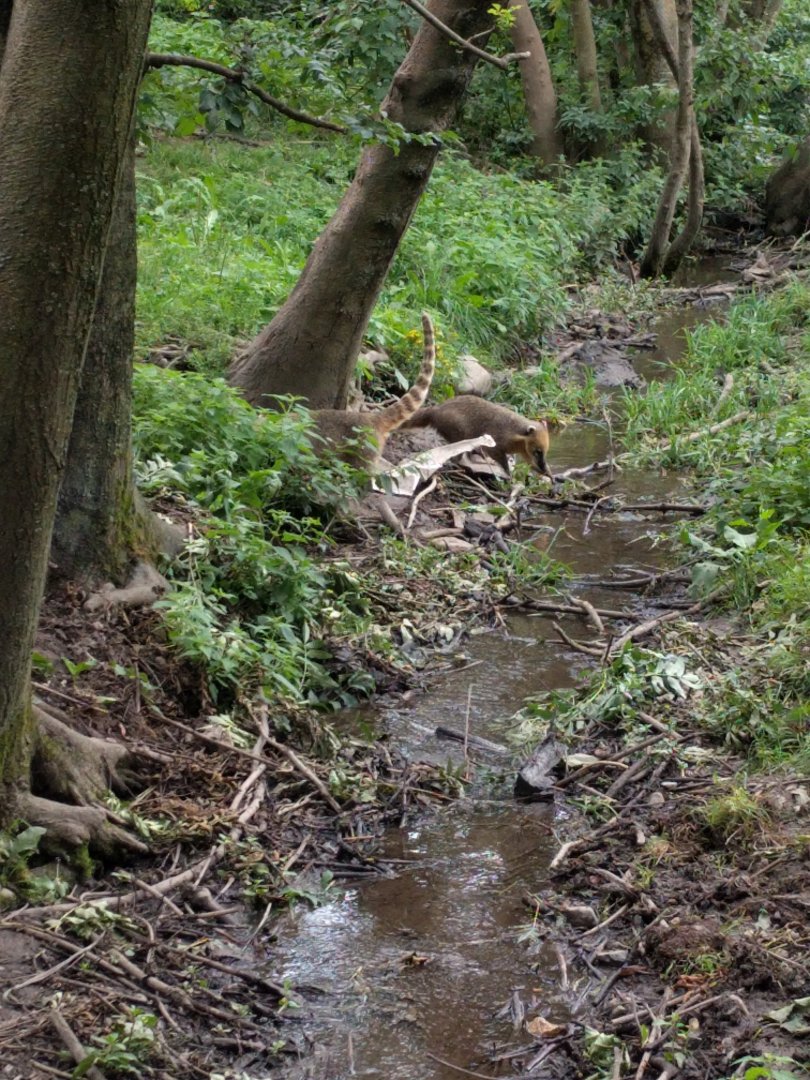 South American coati enclosure