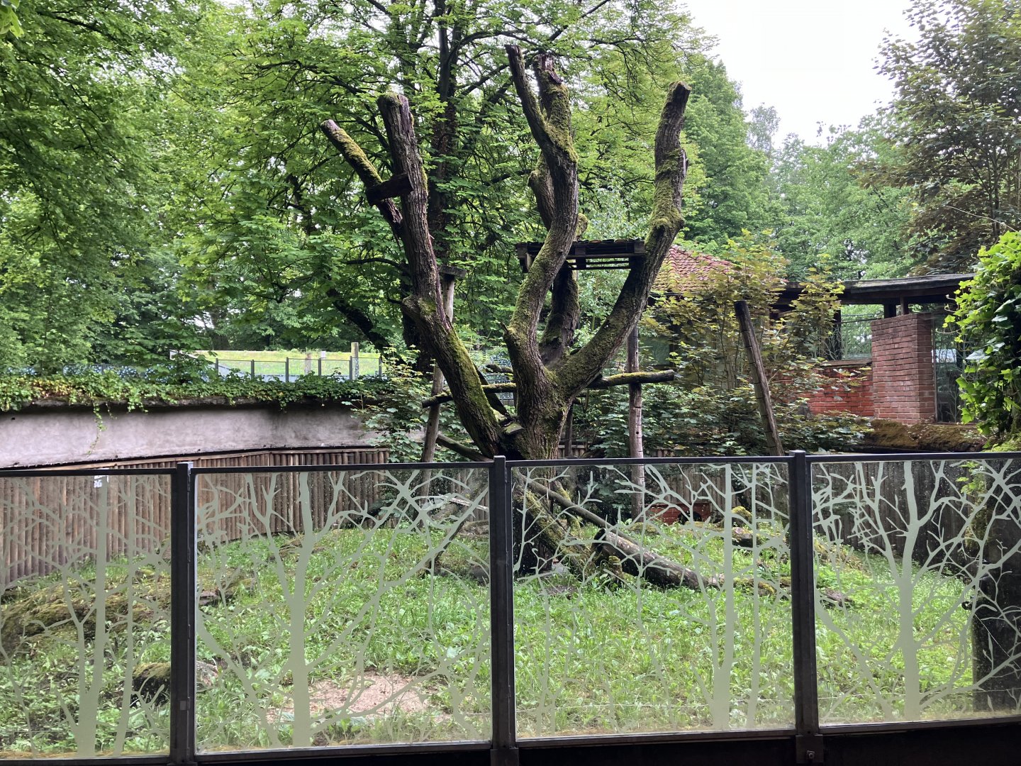 South American coati enclosure