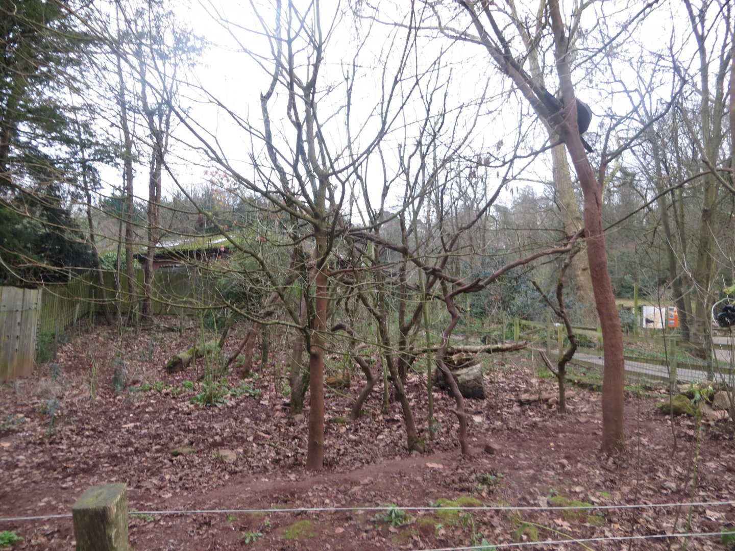 South American coati exhibit 050119
