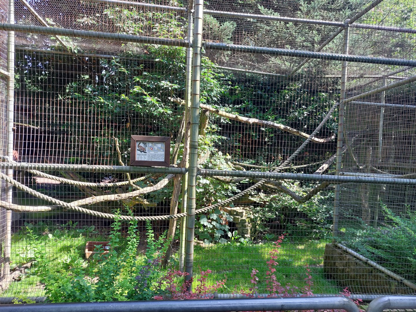 South American coati exhibit (empty ?)