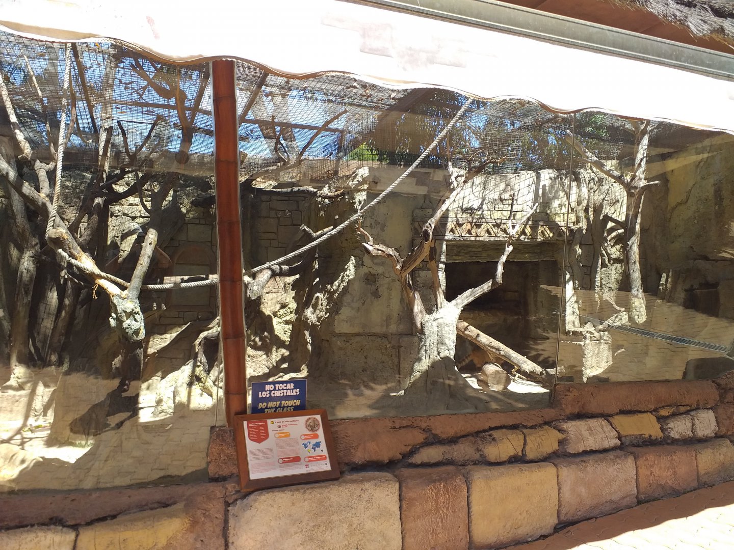 South American coati exhibit -MundoMar Benidorm (2021)