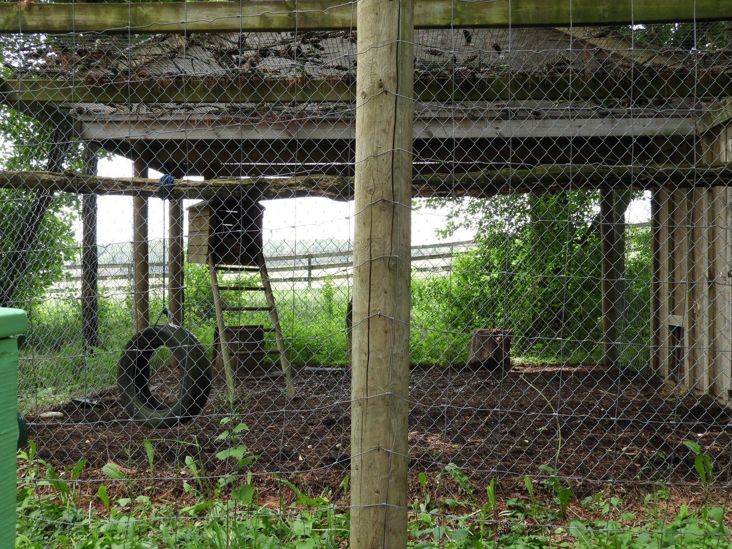 South American Coati exhibit - Wilderness Trail - Animal Gardens Petting Zoo