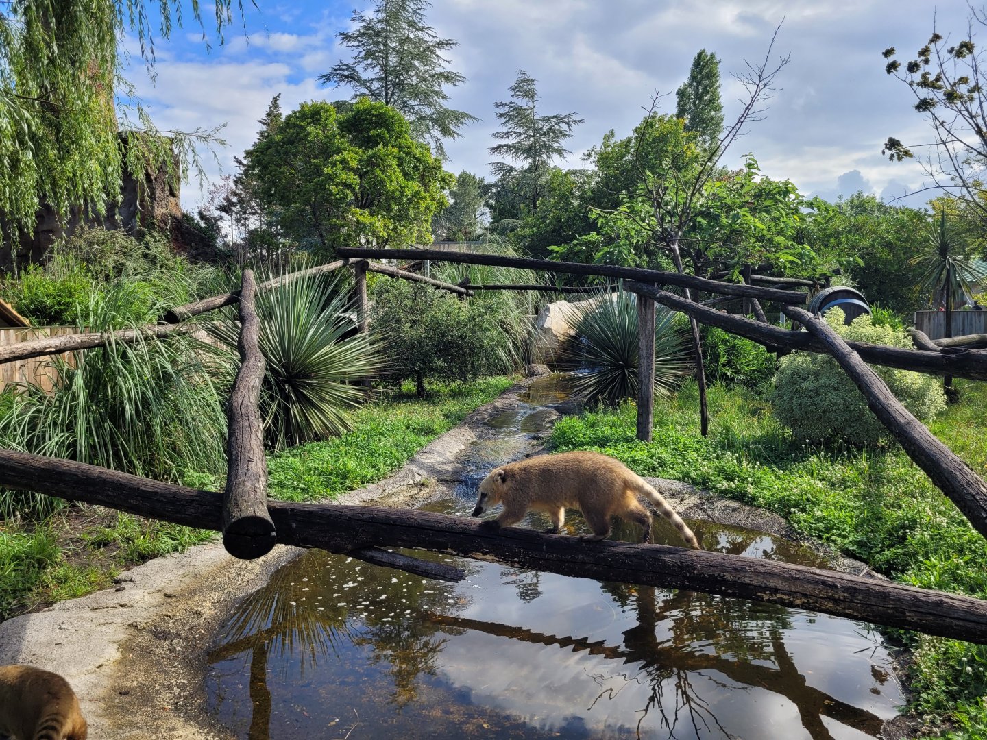 South American coati exhibit -Zoo du bassin d'Arcachon (2024)