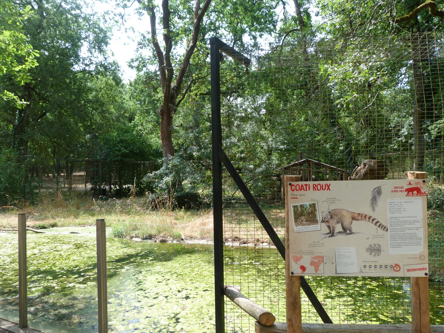 South American coati exhibit -Zoodyssée (2025)