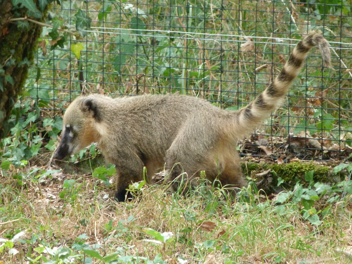 South American coati exhibit -Zoodyssée (2025)