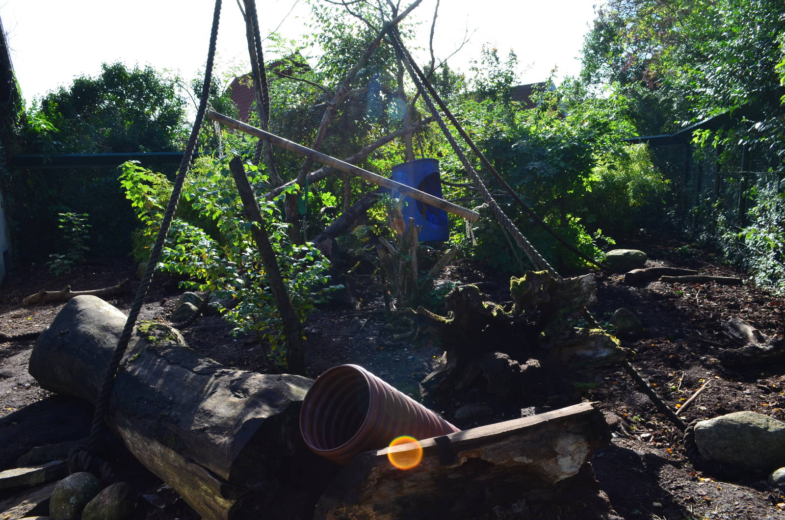 South American coati exhibit