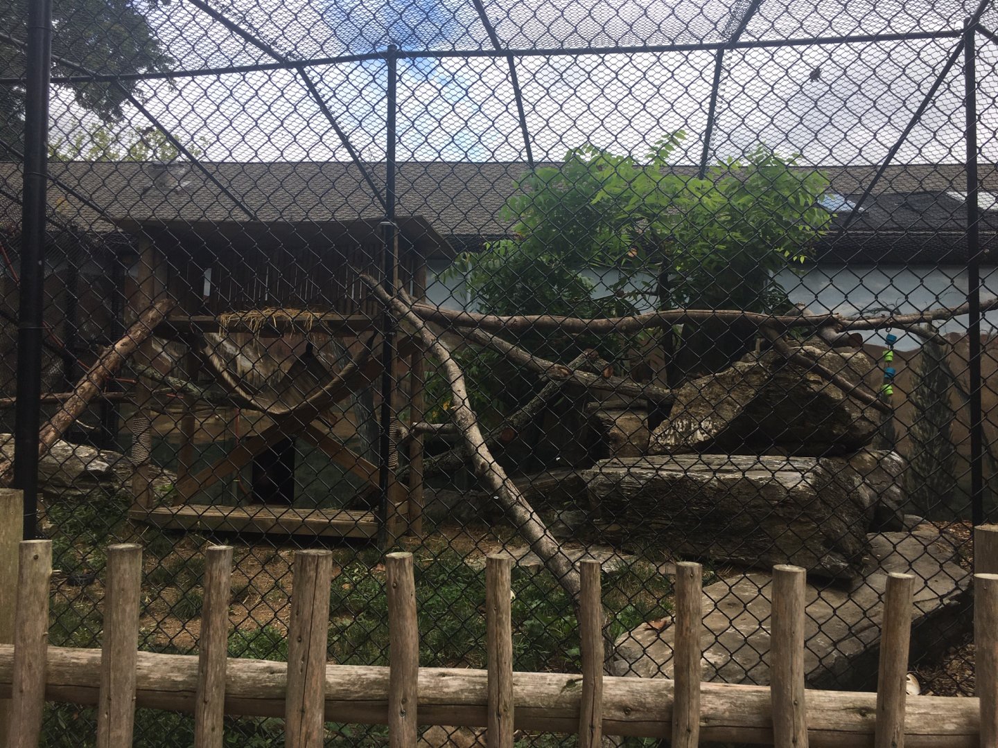 South American Coati Exhibit