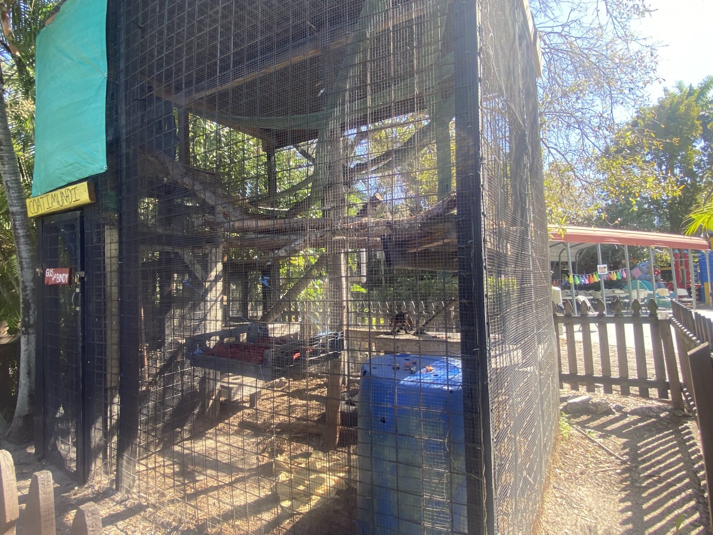 South American Coati Exhibit