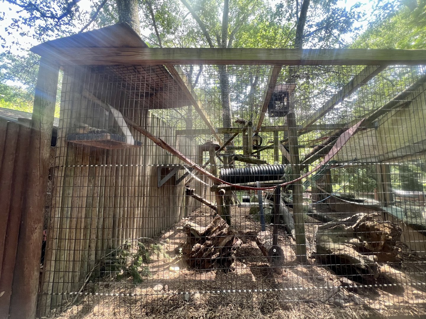 South American Coati Exhibit