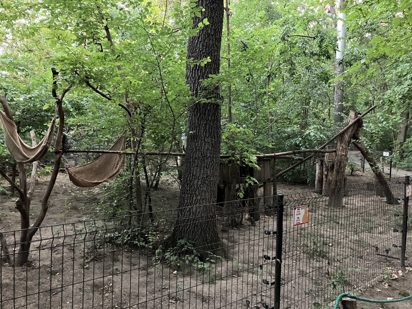 South American coati exhibit