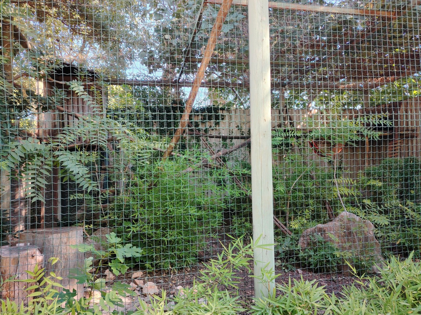 South American Coati Exhibit