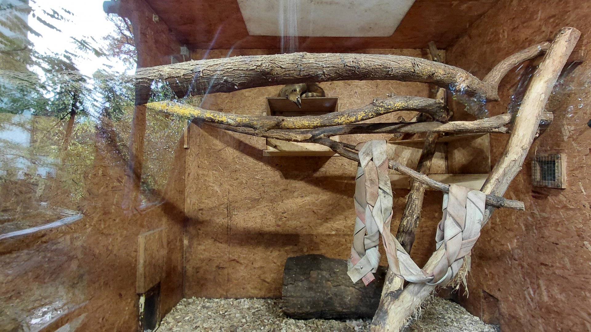 South American coati indoor exhibit