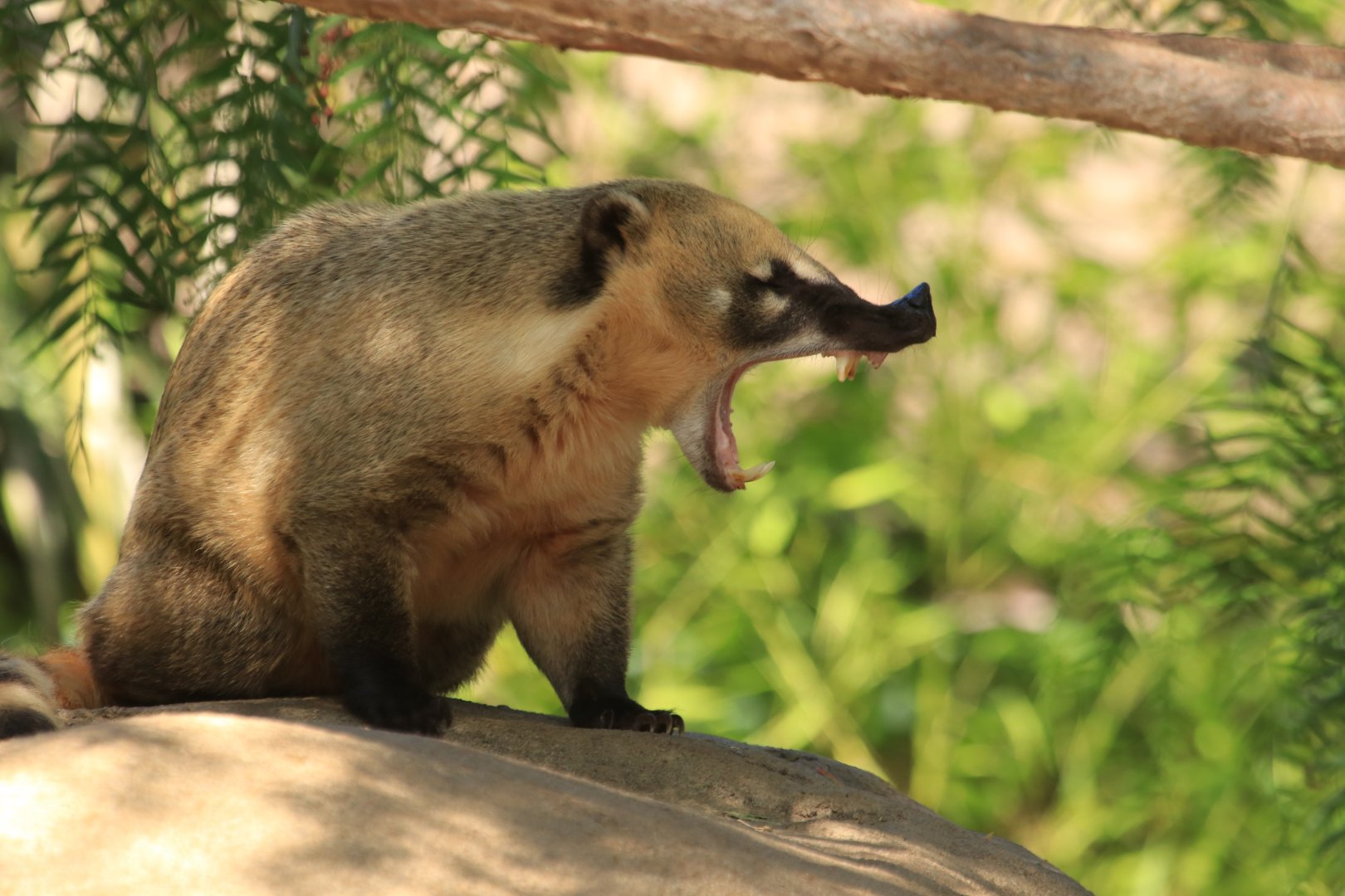 South American coati (June 2019)