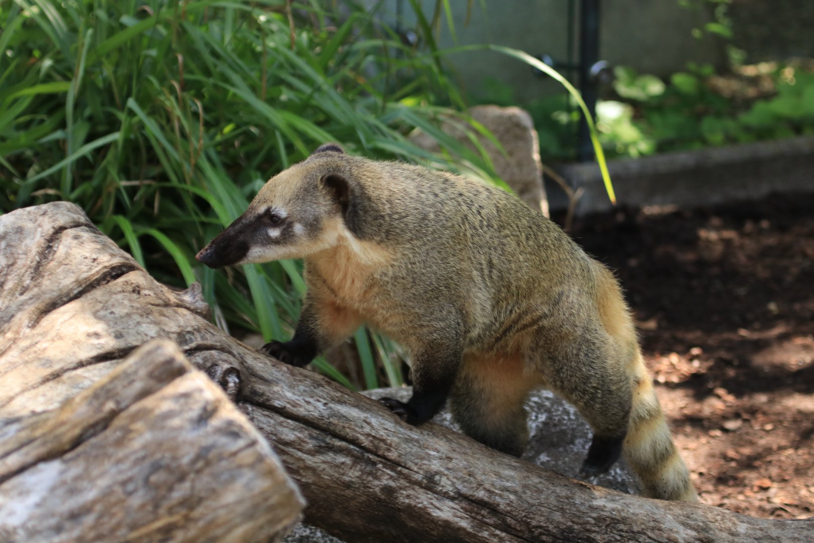 South American Coati (May 2019)