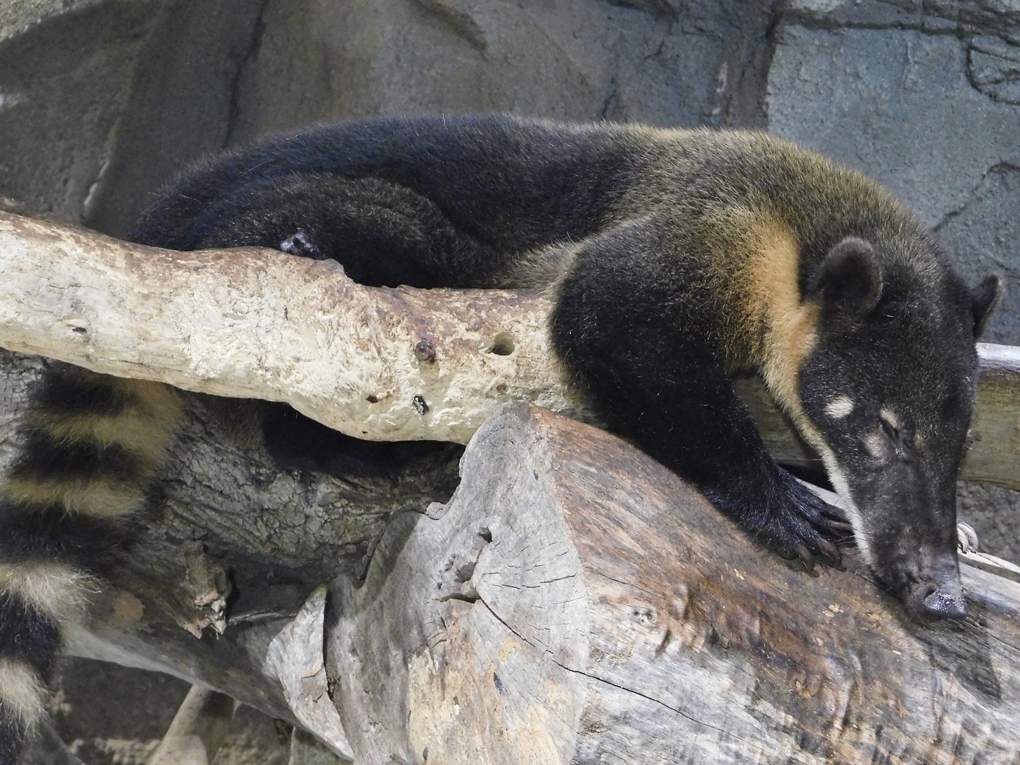 South American coati (Nasua nasua) August 4, 2025