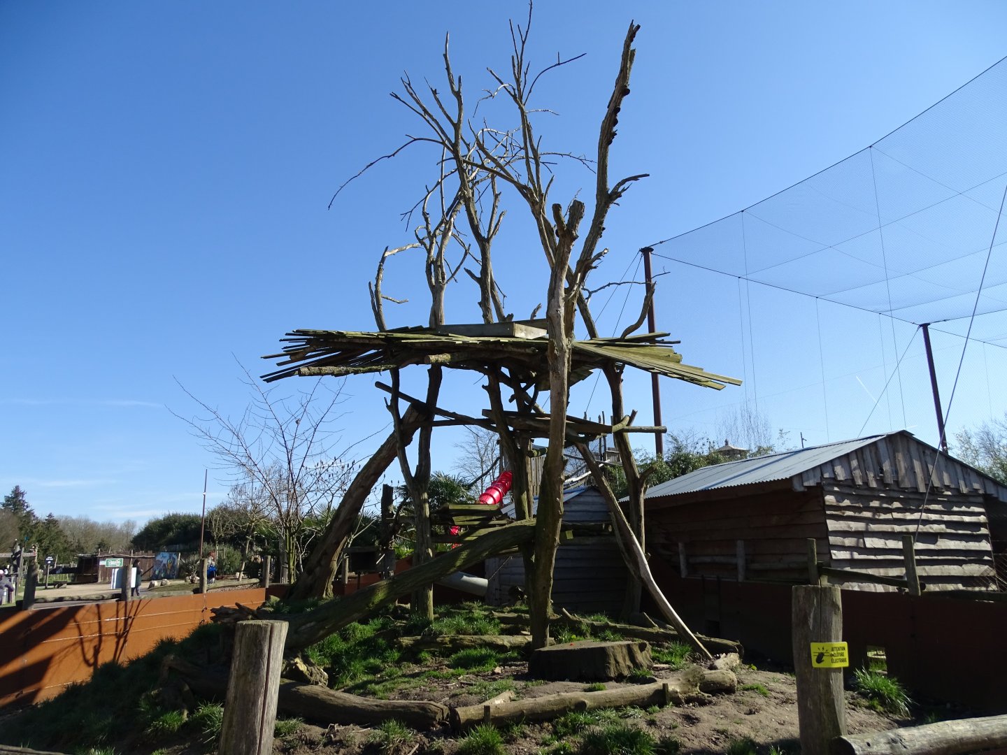 South American coati (Nasua nasua) exhibit