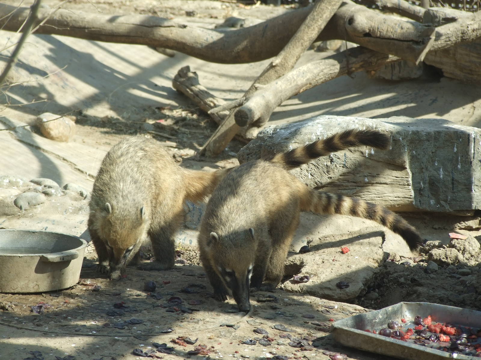 South American coati (Nasua nasua)