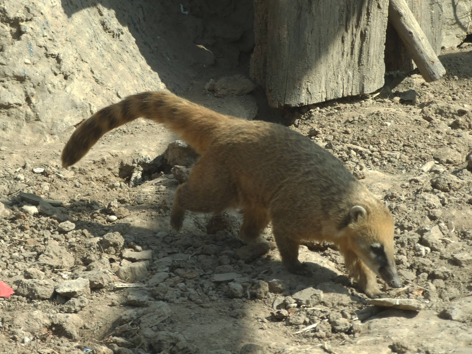 South American coati (Nasua nasua)