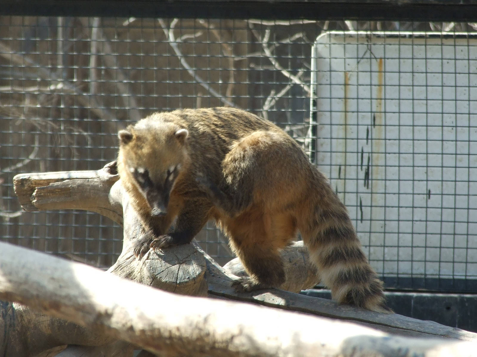 South American coati (Nasua nasua)